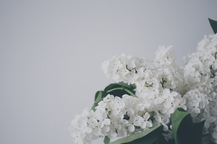 White lilac flowers with green leaves against a light background