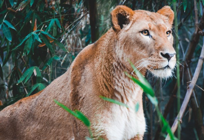 Lioness in a bamboo forest