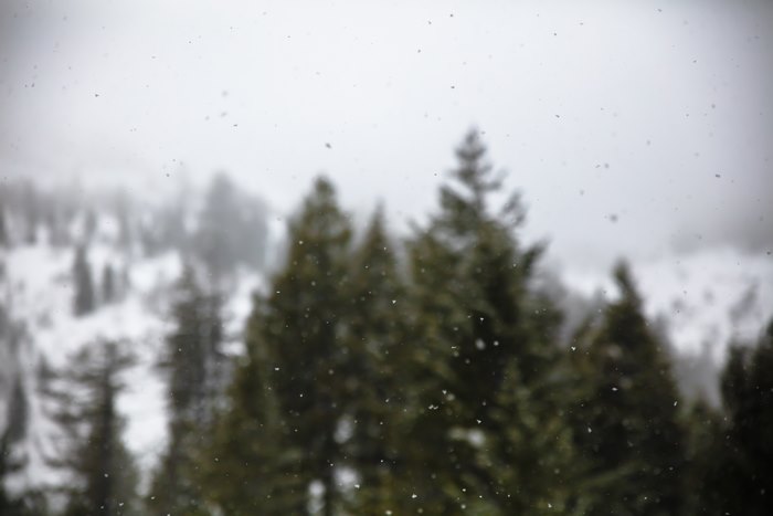 Snowing over pine trees on a mountain