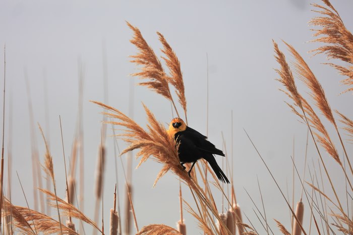 Black and Orange Bird Perched on Wheat Grass