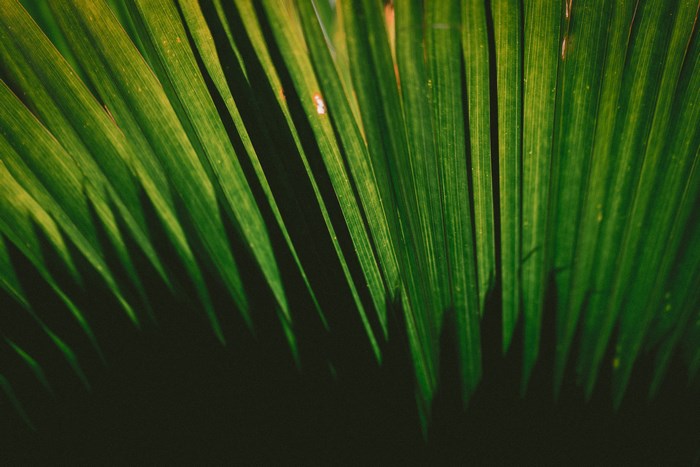 Green palm leaves with shadows