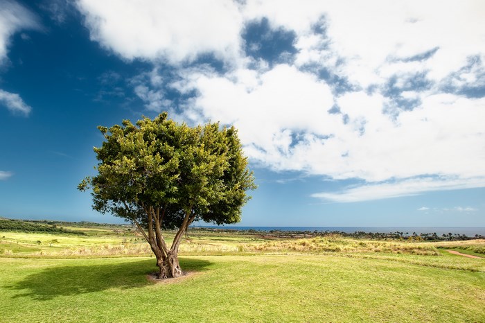 A lone tree in a grassy field with the ocean in the background