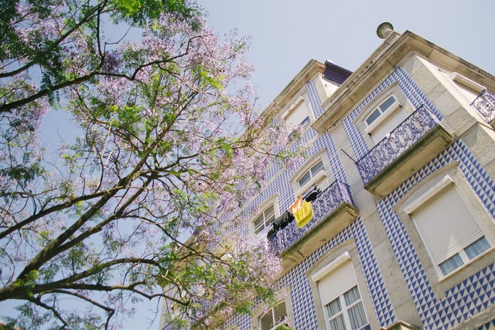 Building with Azulejo tiles and Jacaranda tree in Porto