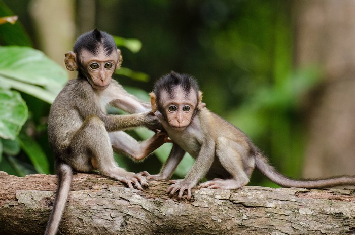 Two Baby Monkeys Playing on a Tree Branch