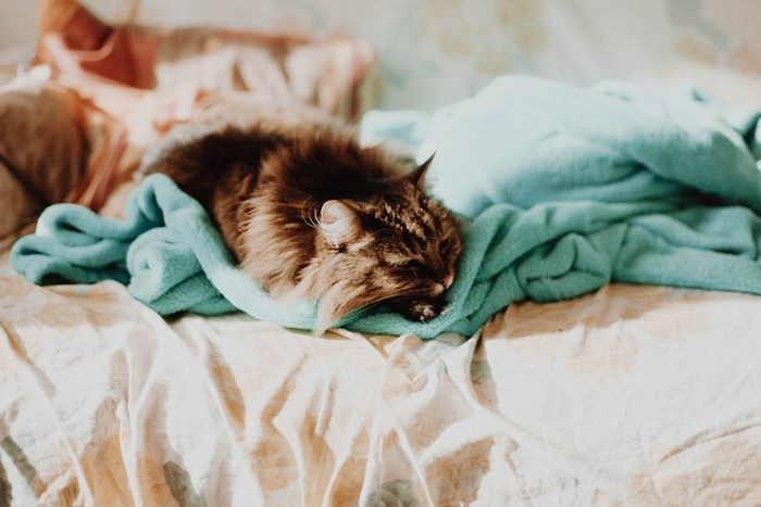 A fluffy cat sleeps on a bed covered with blankets