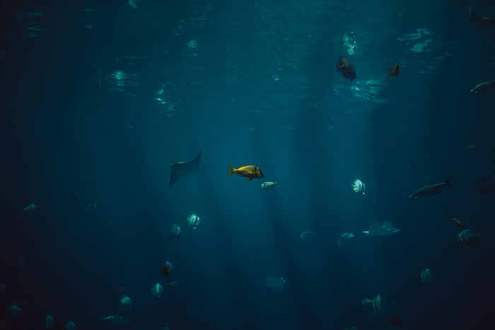 Underwater scene with fish and rays