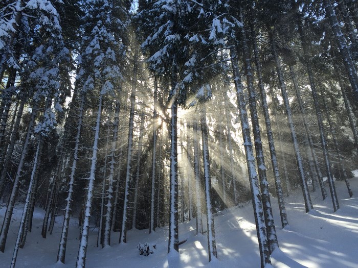 Sunlight rays through snowy pine forest