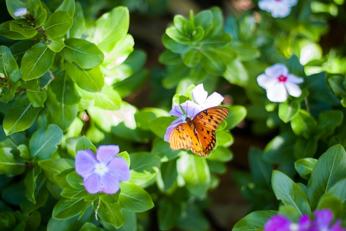 Orange butterfly on a purple flower with green leaves