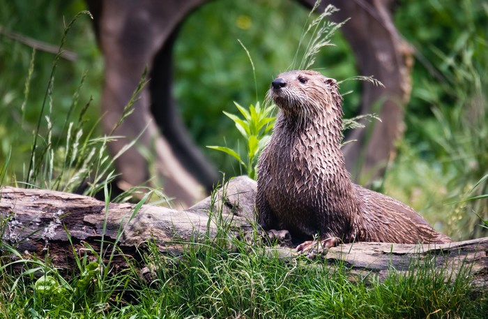 Wet otter sitting on a log in the grass