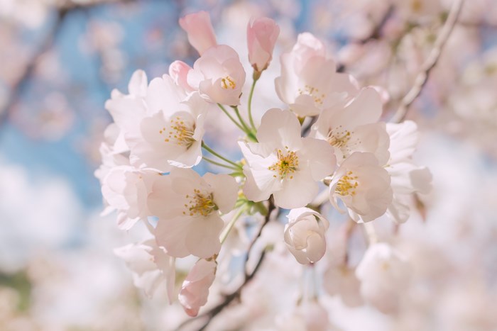 Cherry blossoms in bloom against a soft blue sky