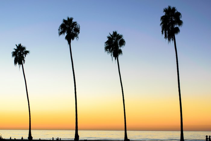 Four Palm Trees Silhouetted Against a Sunset Sky