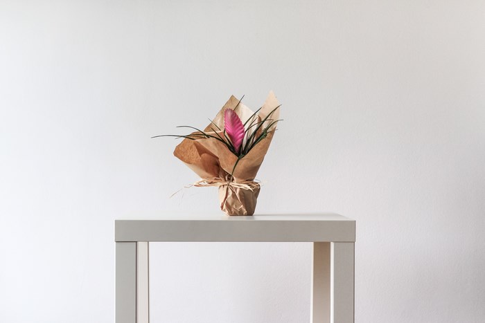 Pink Tillandsia Plant Wrapped in Brown Paper on White Table