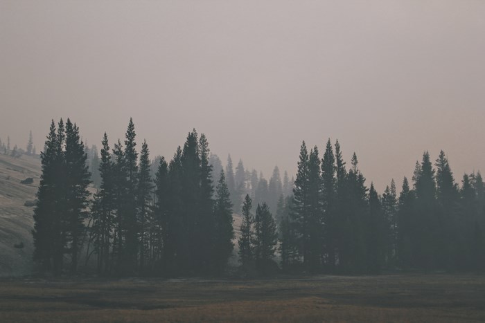 Misty forest with pine trees and a meadow