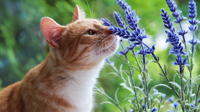 Orange cat smelling lavender flowers