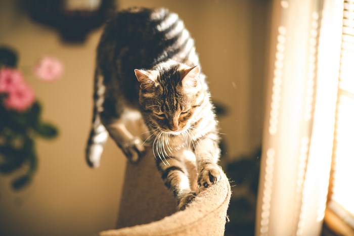 Tabby cat stretching on a scratching post near a window