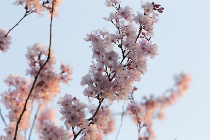Delicate Pink Cherry Blossoms on Blue Sky