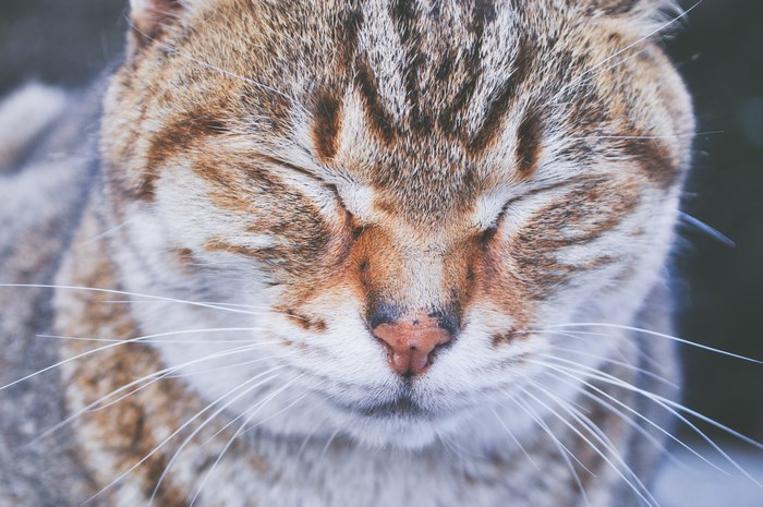 Close-up of a tabby cat sleeping