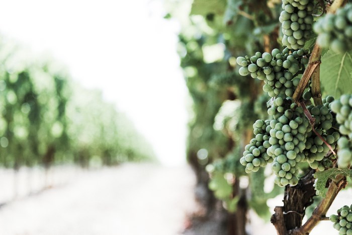 Green grapes on a vine in a vineyard