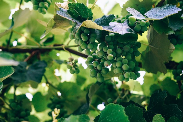 Green grapes on a grapevine in a vineyard