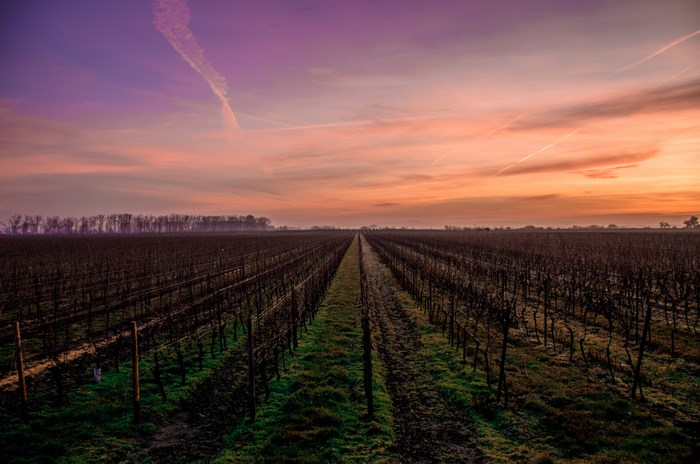 Vineyard at sunrise with purple and orange sky