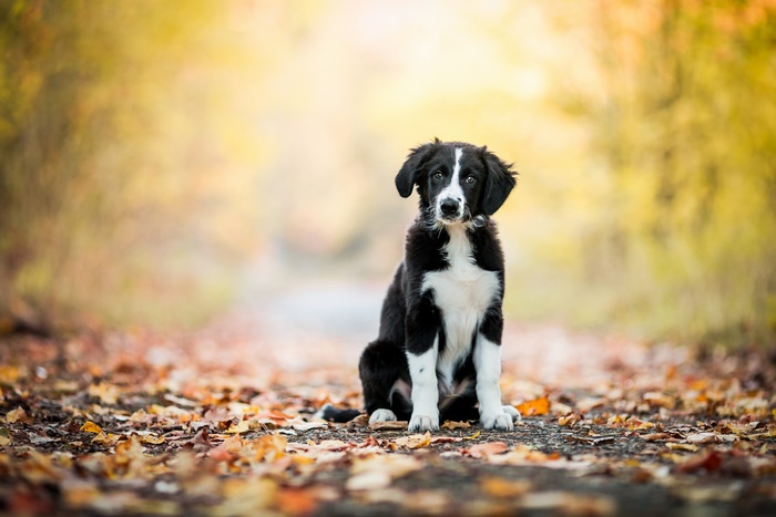 Black and white puppy sitting on a path with autumn leaves