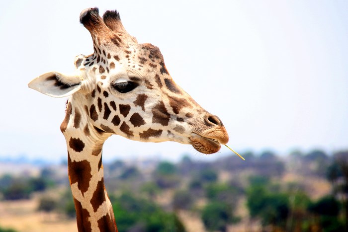 Giraffe head and neck eating a stalk of grass
