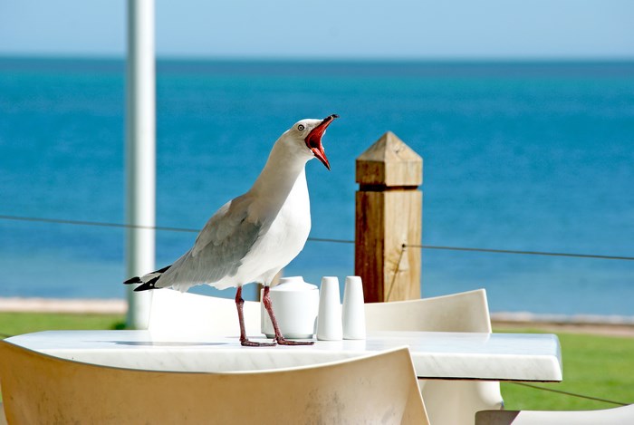 Seagull squawking on a table by the sea