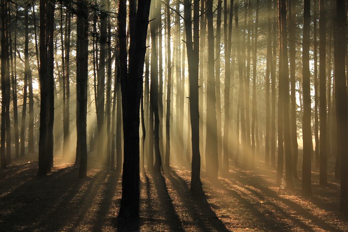 Sunlight filtering through a dense forest