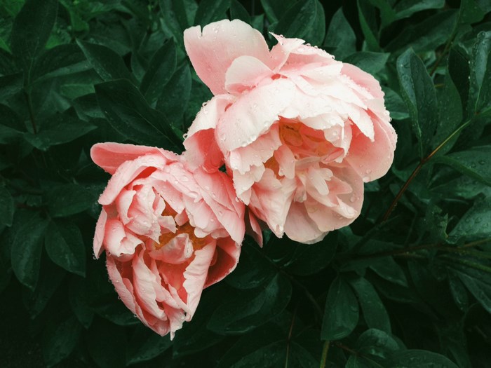 Two pink peonies with water drops on green leaves