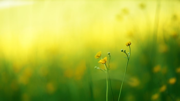 Yellow buttercups bloom in a green field with bokeh