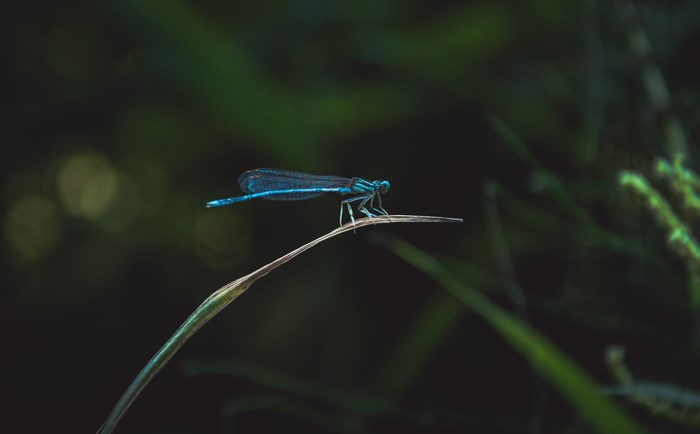 Blue dragonfly perched on a dry blade of grass