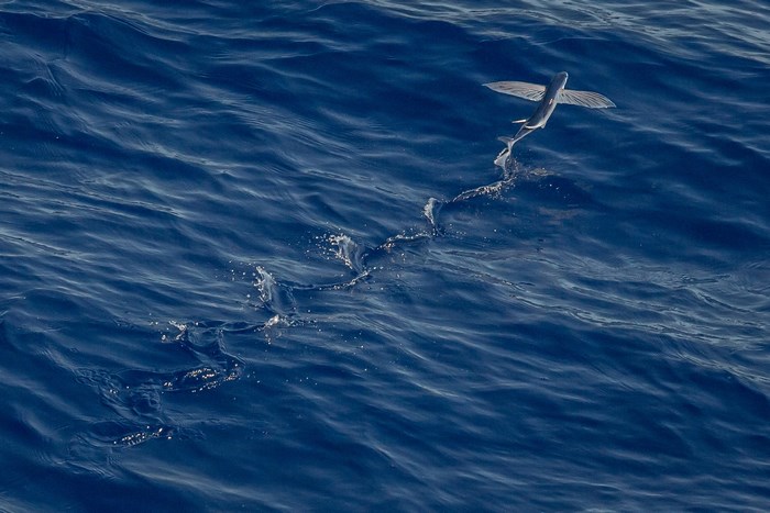 Flying fish leaps from the blue ocean water