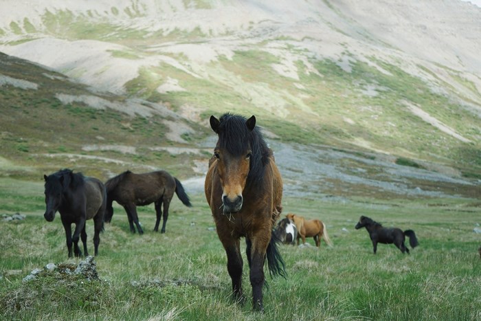 Icelandic horses grazing in a mountain field