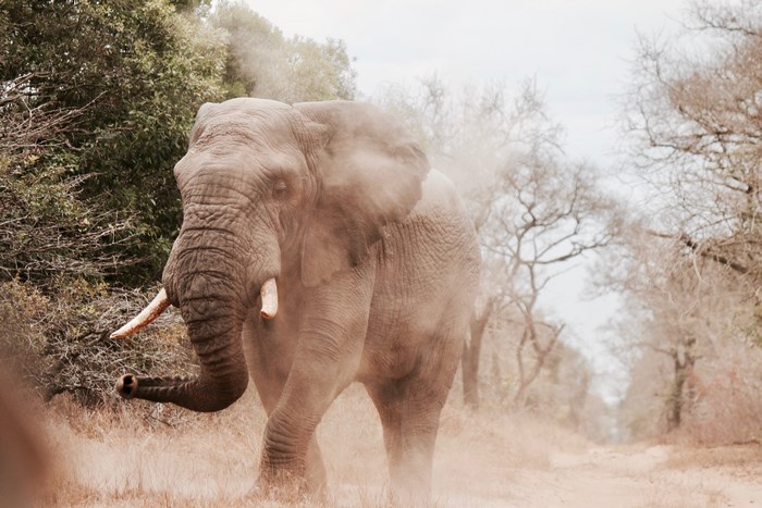 Elephant walking through dust in a dry forest