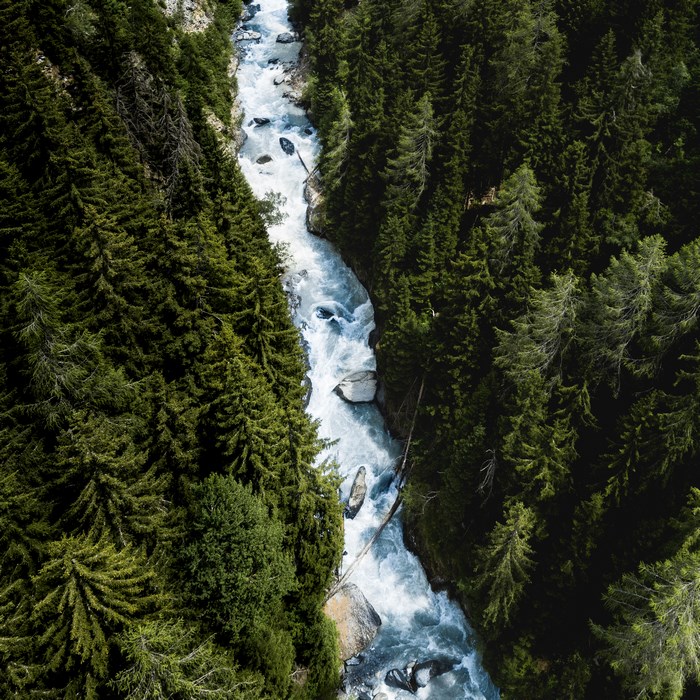 Aerial view of a river flowing through a dense pine forest