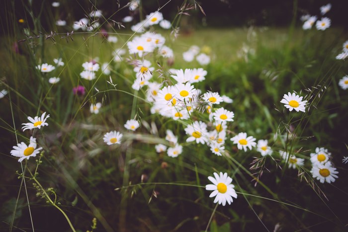 White daisies in a green meadow in Gräddö, Sweden