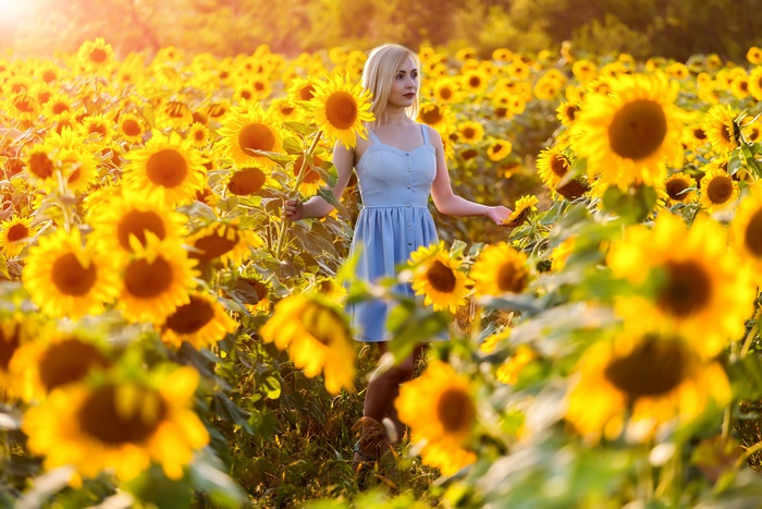 Woman in blue dress in a sunflower field