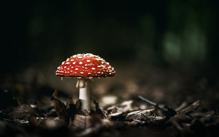 Amanita muscaria mushroom in a forest floor