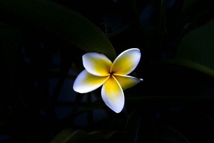 A single yellow and white plumeria flower against a dark background
