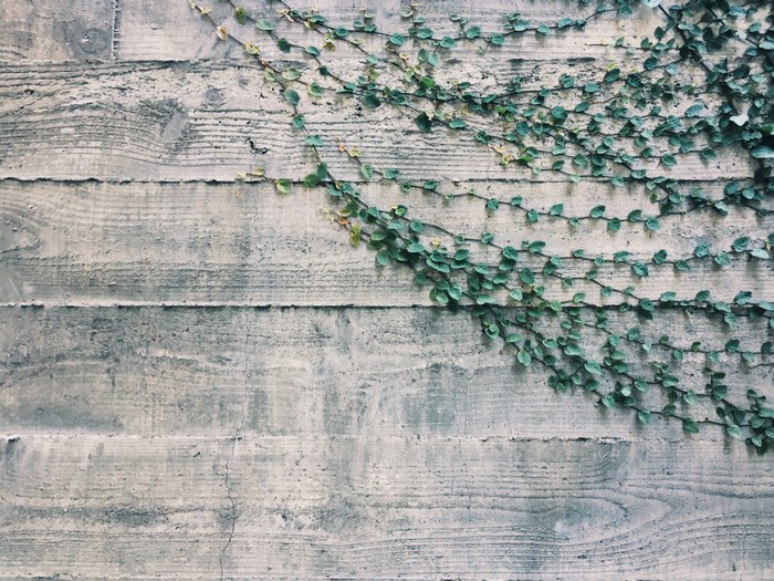 Vines climbing on a textured concrete wall