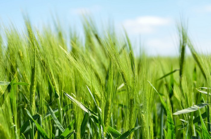 Green wheat field under a blue sky