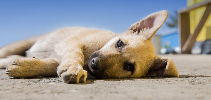 Cute puppy laying down outdoors in the sun