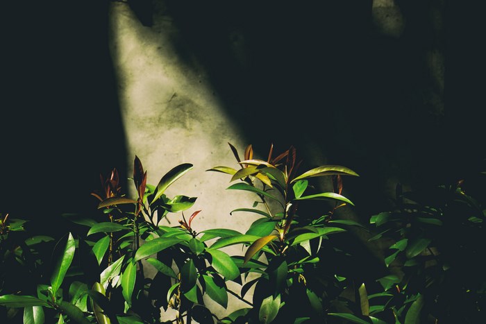 Green plants in front of a textured wall with sunlight
