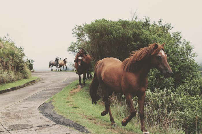 Herd of horses running on a road