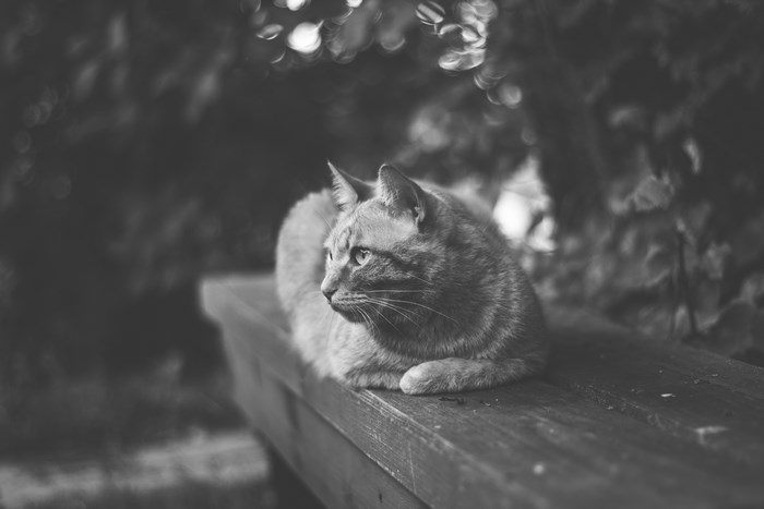 Black and white tabby cat sitting on a wooden bench