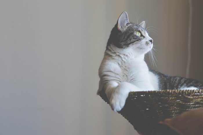 A tabby cat rests in a woven basket