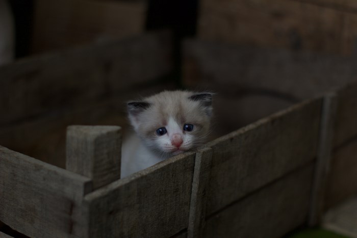 Tiny kitten in a wooden box