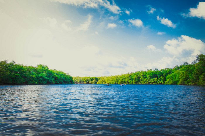 Kayaks on a wide river surrounded by green trees