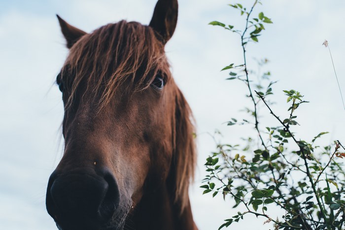 Close up of a brown horse's face with a branch
