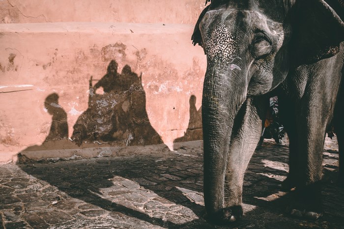 Elephant and shadows at Amber Fort, Jaipur